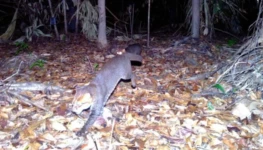 gatos-de-cabeca-achatada-800x450