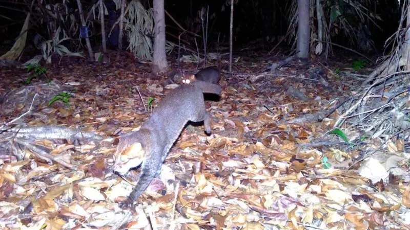 gatos-de-cabeca-achatada-800x450