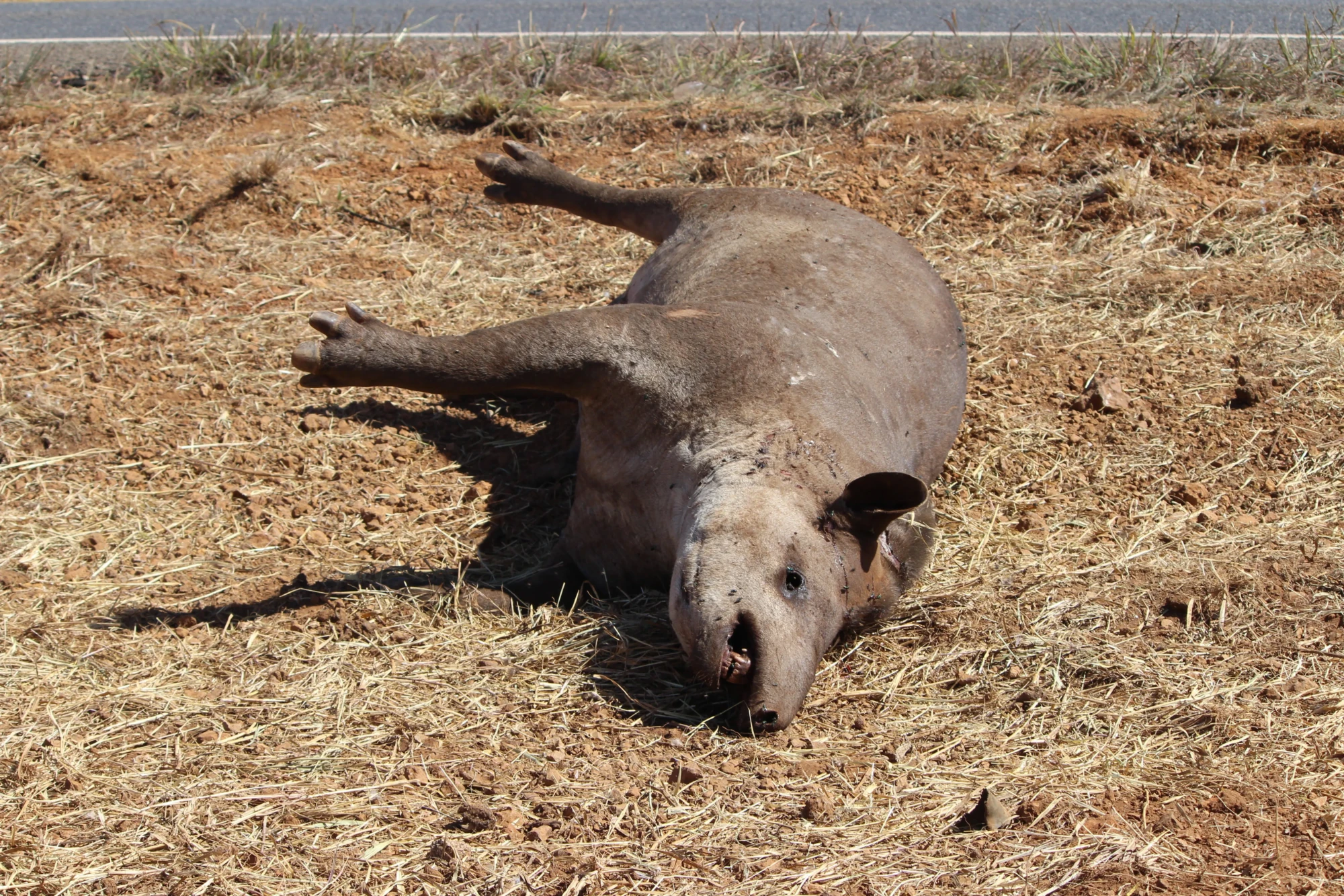 Anta atropelada entre São Jorge e Alto Paraíso em 2022 Foto Euler de França Belém