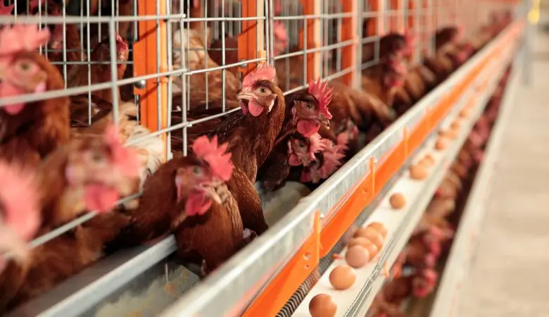 Alimentação dos animais pode mudar qualidade da carne, leite e ovos; entenda