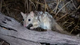 Design-sem-nome-2026-01-09T145100.531