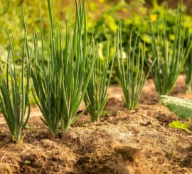 CEBOLINHAm 1301 por 867