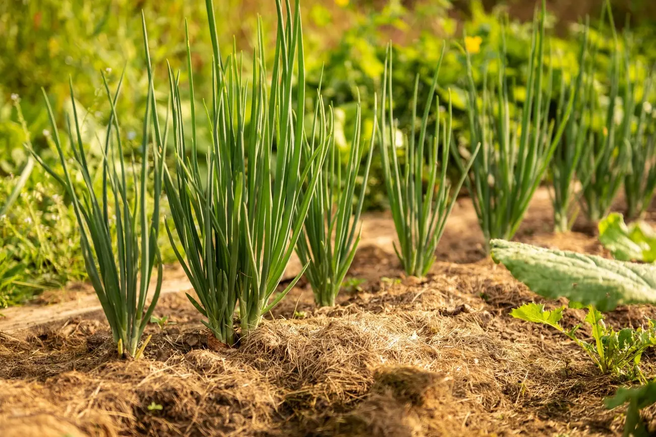 CEBOLINHAm 1301 por 867