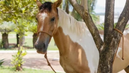 WhatsApp Image 2026-01-28 at 10.32.48