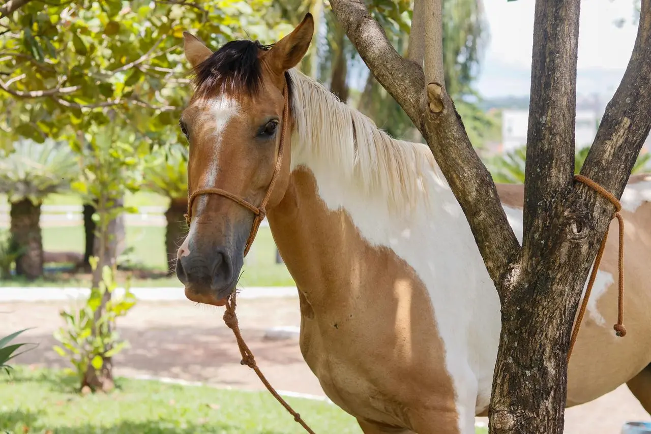 WhatsApp Image 2026-01-28 at 10.32.48