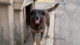 cao-orelha-praia-brava-2-1