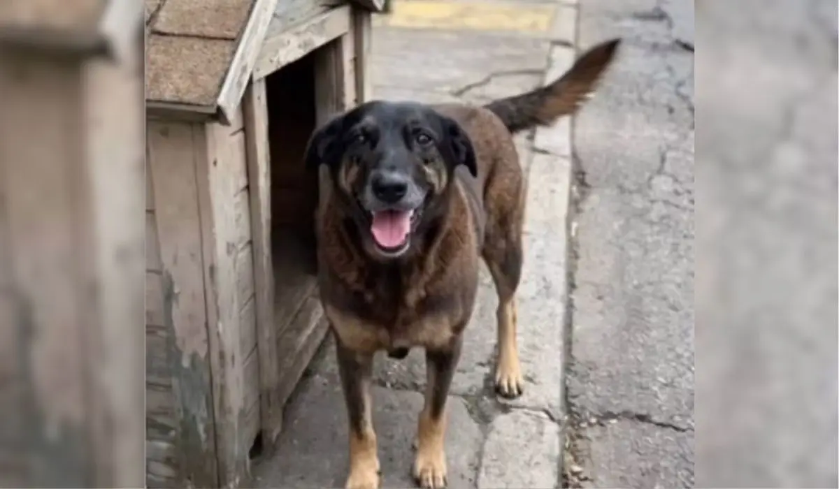 cao-orelha-praia-brava-2-1