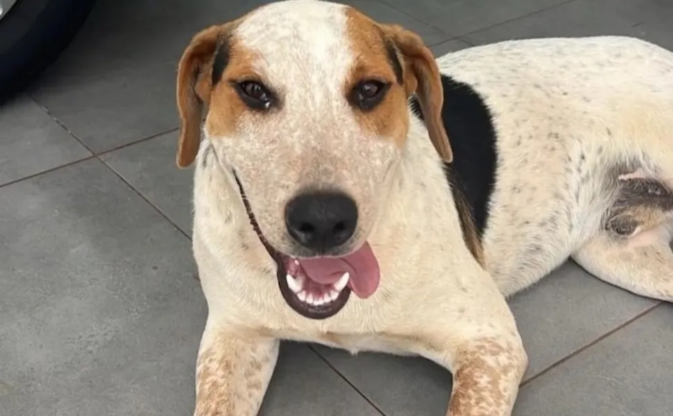 Conheca-o-cao-Abacate-morto-a-tiros-no-Parana-Um-a0028989100202601281419-7