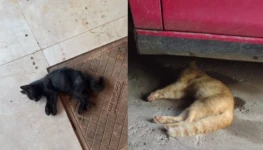 maior parte das propostas, com 11 menções, refere-se e a instituições de ensino e visam estabelecer a obrigatoriedade do estudo da Bíblia na grade curricular e - 2026-02-04T165914.408