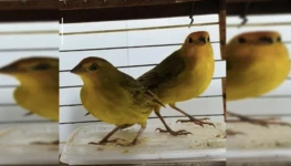 passaros-apreendidos-sobradinho-2-1