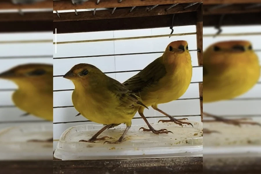 passaros-apreendidos-sobradinho-2-1