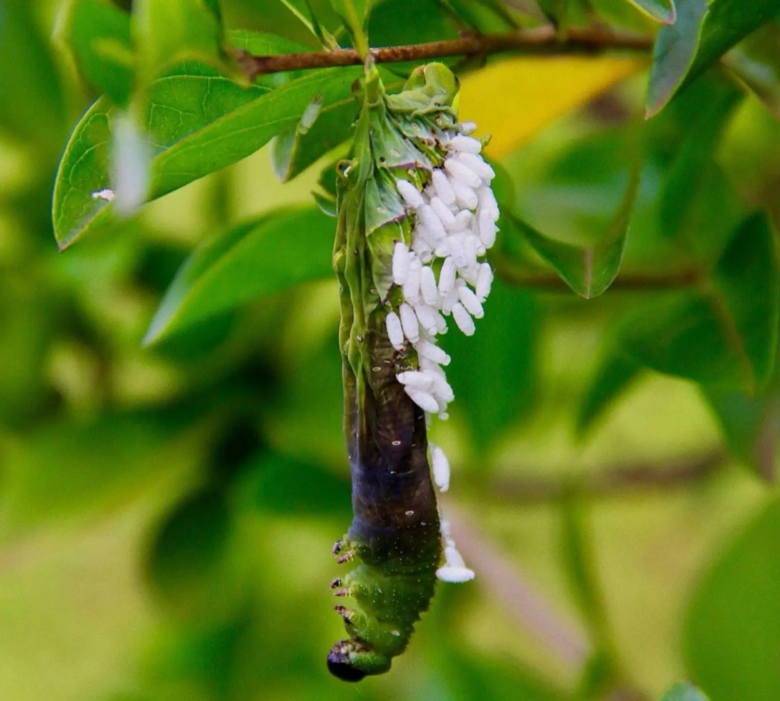 WhatsApp Image 2026-02-05 at 14.44.05 (1)