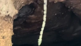 WhatsApp Image 2026-02-10 at 16.15.47