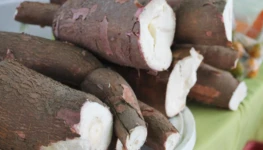 WhatsApp Image 2026-02-18 at 15.03.59