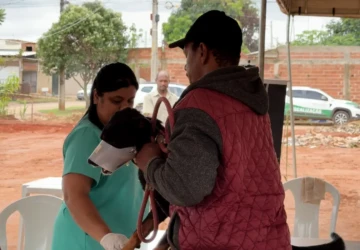 cachorro vacina sangue castração