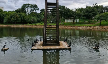 Biguás Os biguás não podem participar de novela venezuelana 868