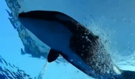 Captura de tela 2026-03-05 182433