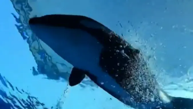 Captura de tela 2026-03-05 182433