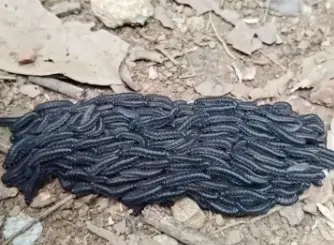 Captura de tela 2026-03-11 093056