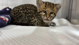 WhatsApp Image 2026-03-13 at 11.39.06