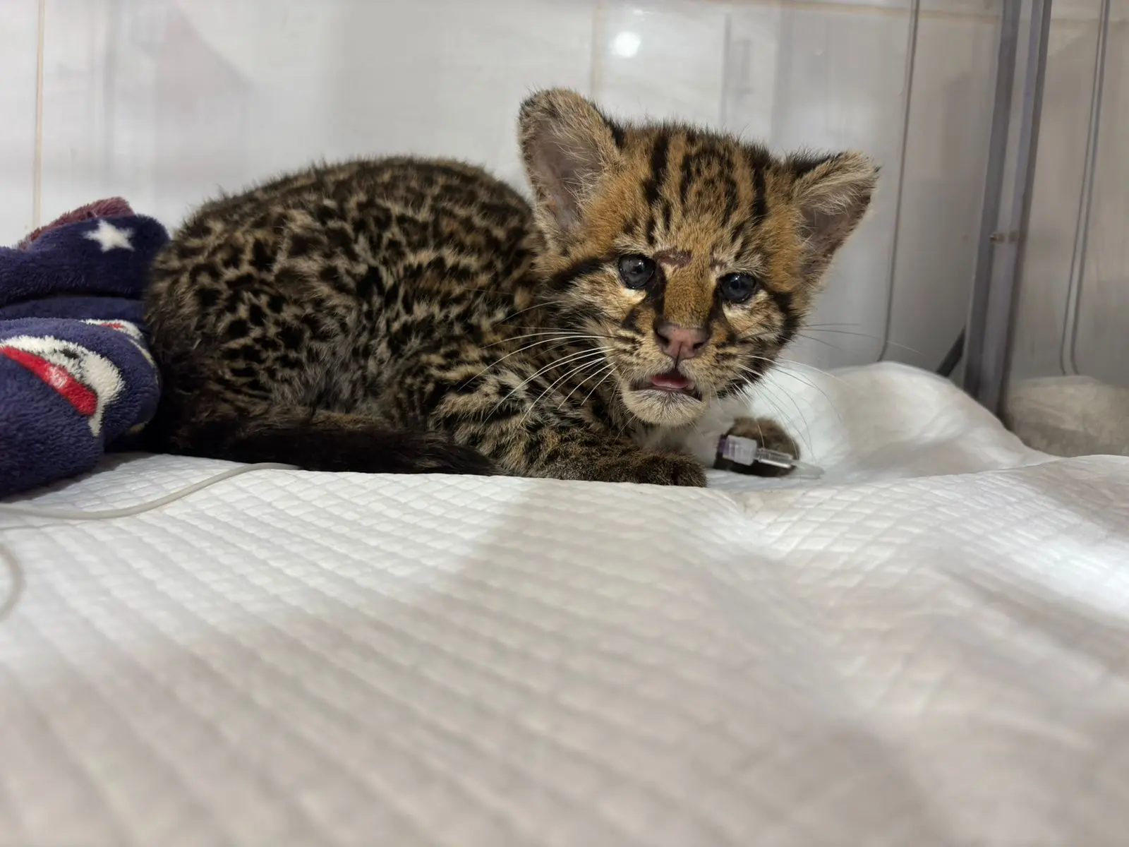 WhatsApp Image 2026-03-13 at 11.39.06