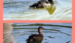 WhatsApp Image 2026-03-19 at 15.09.40