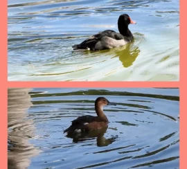 WhatsApp Image 2026-03-19 at 15.09.40