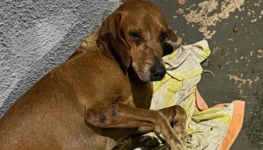 Gemini_Generated_Image_4g8tl04g8tl04g8t