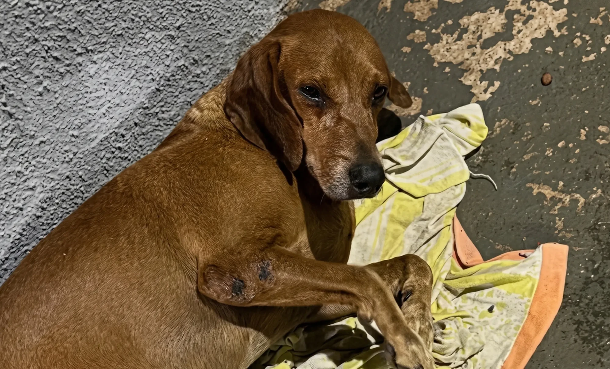 Gemini_Generated_Image_4g8tl04g8tl04g8t