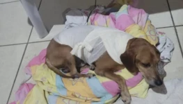 Captura de Tela 2026-03-26 às 20.13.40