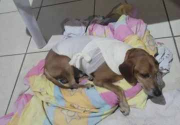 Captura de Tela 2026-03-26 às 20.13.40