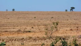 Ameacas-a-fauna-do-Cerrado