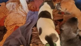 WhatsApp Image 2026-03-31 at 12.14.21