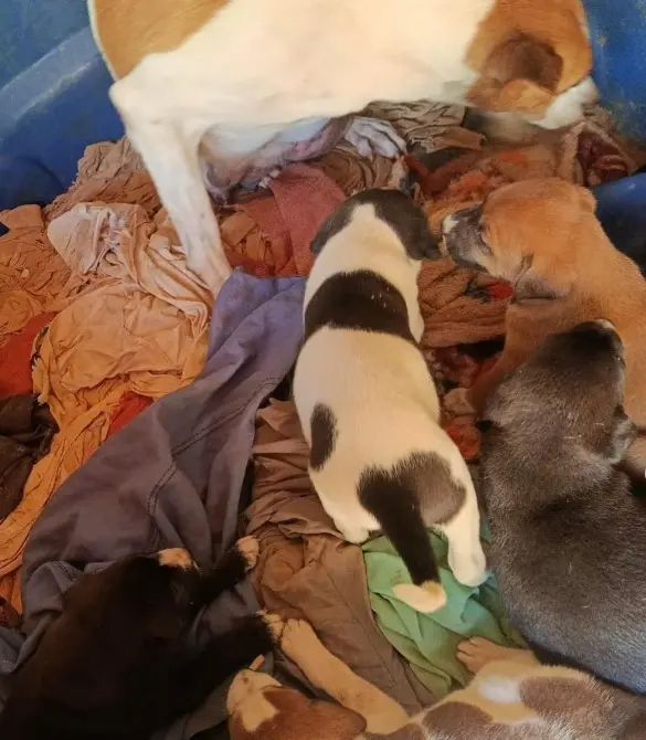 WhatsApp Image 2026-03-31 at 12.14.21