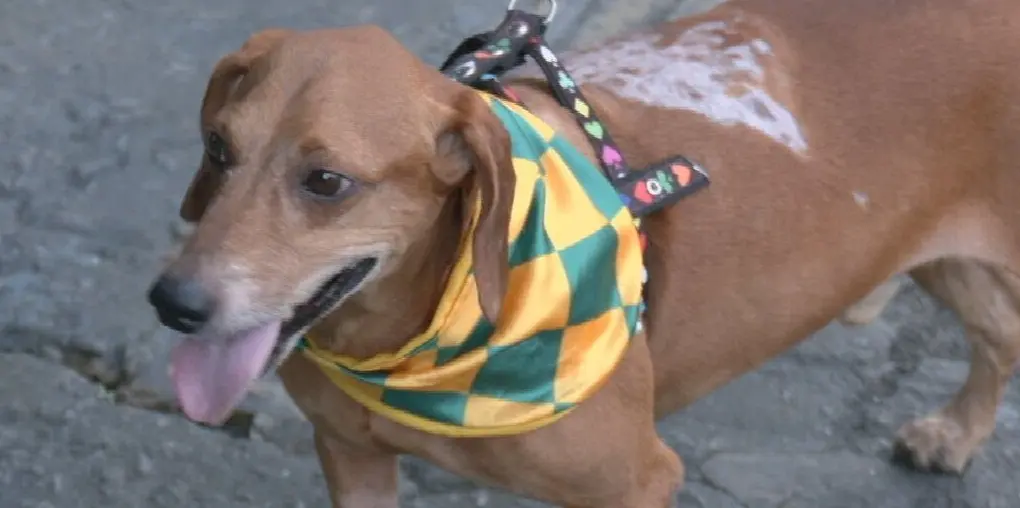 Cão Johnny supera violência e encontra novo lar em Goiânia