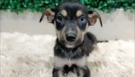 adocao-caes-gatos-aparecida-buriti-shopping