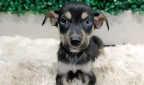 adocao-caes-gatos-aparecida-buriti-shopping