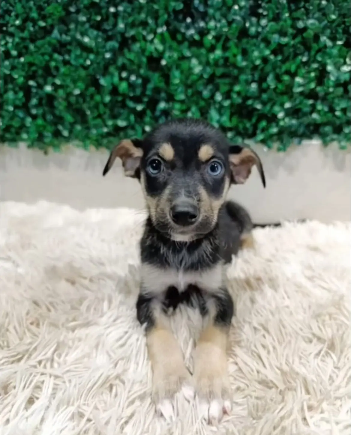 adocao-caes-gatos-aparecida-buriti-shopping