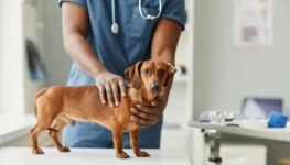 hands-of-african-american-male-veterinarian-touchi-2022-02-15-20-16-29-utc-1-1-768x512