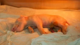 Captura-de-Tela-2026-04-23-as-10.27.52