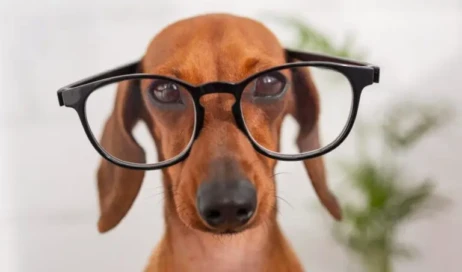 como-e-que-os-caes-veem-768x512