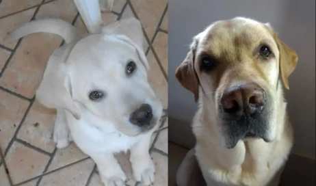 João bebê e adulto 2