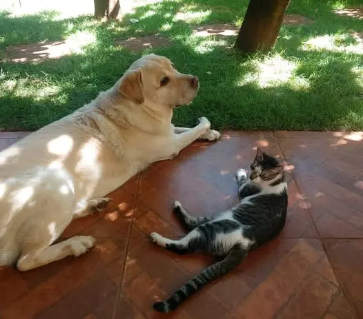João Fidelis e o gato Serafim amigos Foto Euler