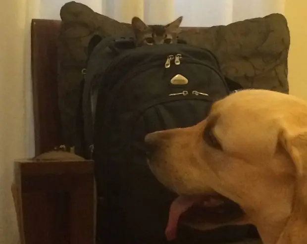 João Fidelis brincando com o gatinho Bola Sete Mamadu