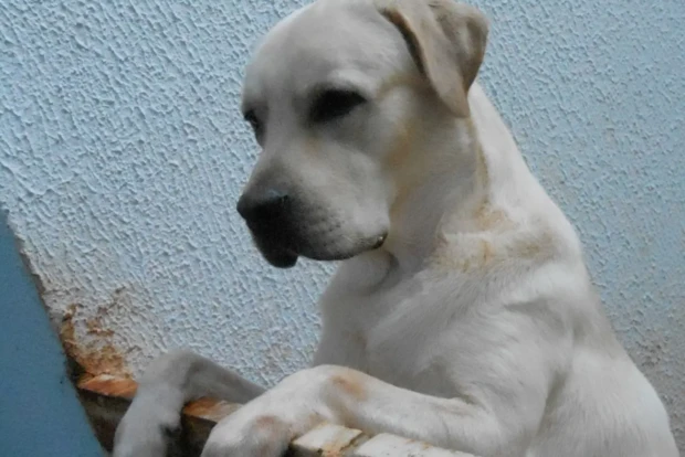 João Fidelis Foto Euler 