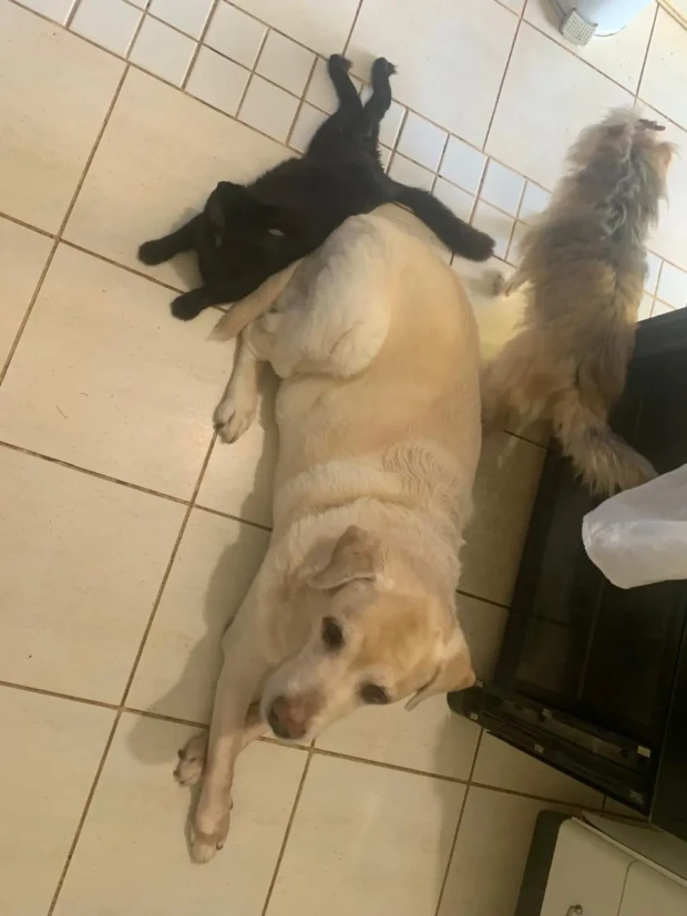 Byron o gato paraplégico com João Fidelis e Eduarda interação