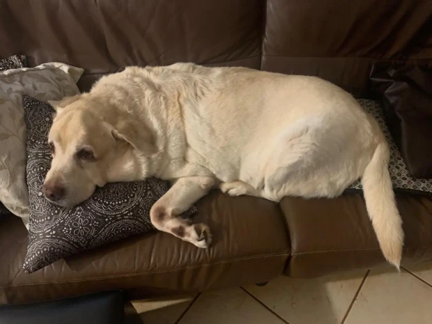 João Fidélis adorava deitar-se no sofá