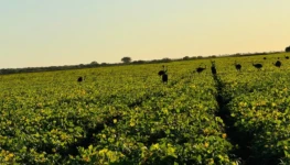 vale-araguaia-fronteira-agricola