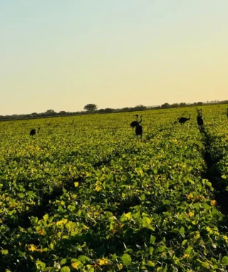 vale-araguaia-fronteira-agricola