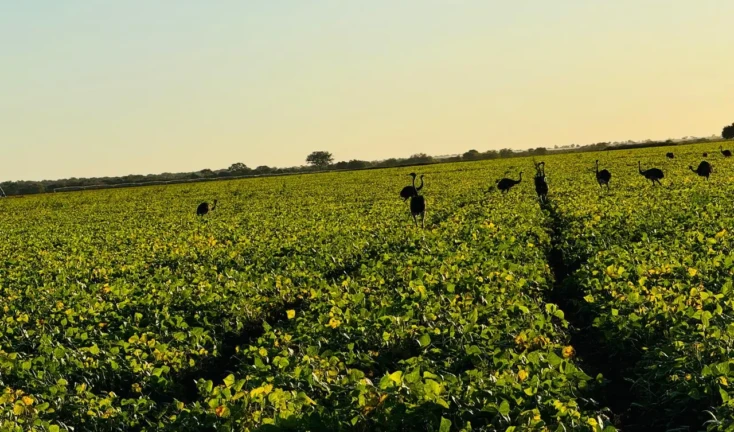 vale-araguaia-fronteira-agricola